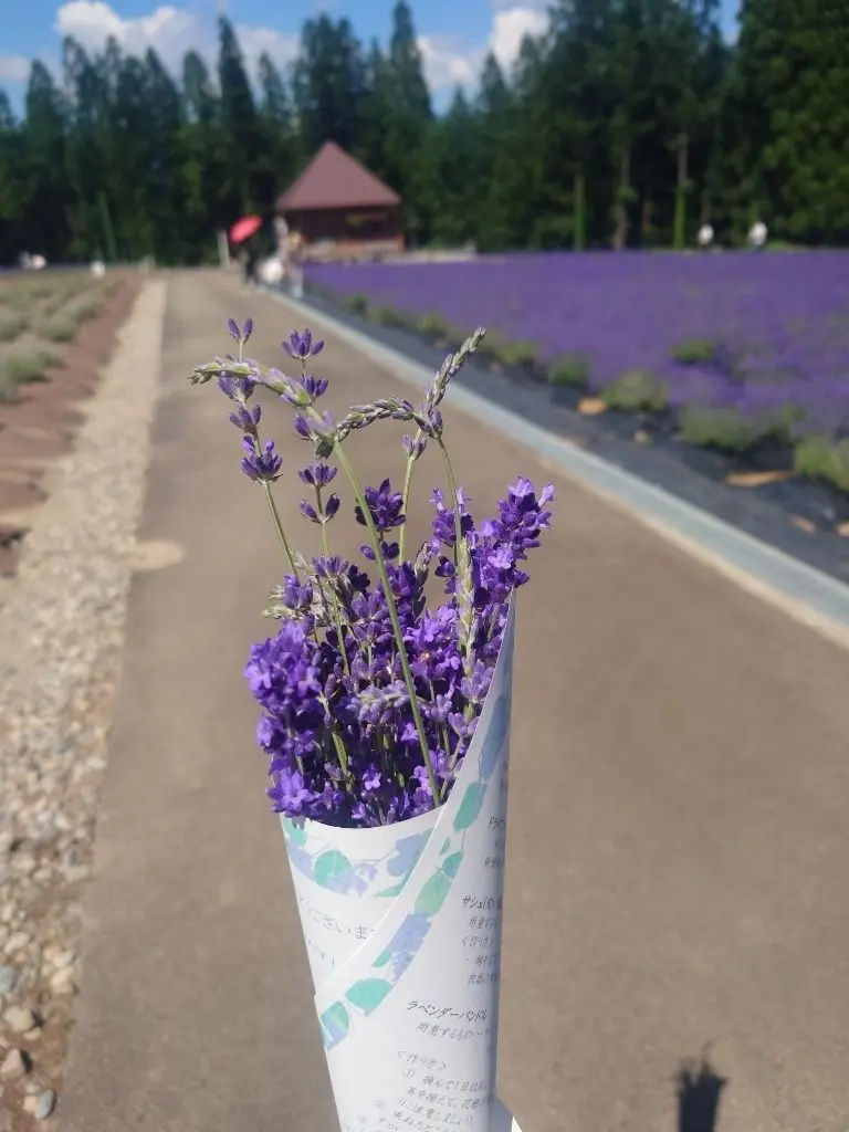 ラベンダー畑の道に置かれた紫色のラベンダー花のブーケ、紙包装が施されている