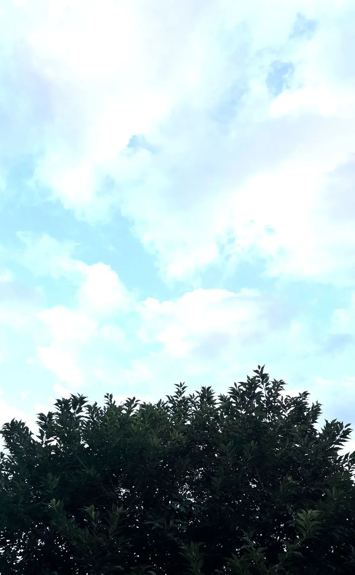 緑の葉の茂みと、白い雲が浮かぶ青空。雲はふわふわとした形をしており、空全体を覆っている。
