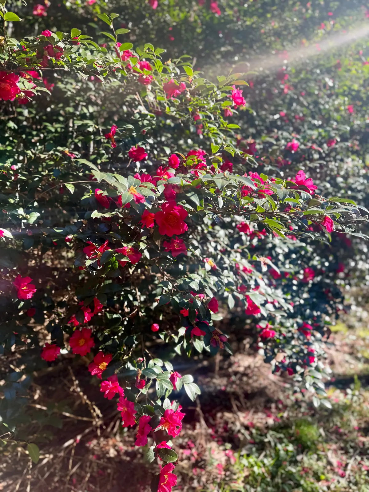 ユニクロのカシミヤ小物が主役！冬のお散歩の画像_7