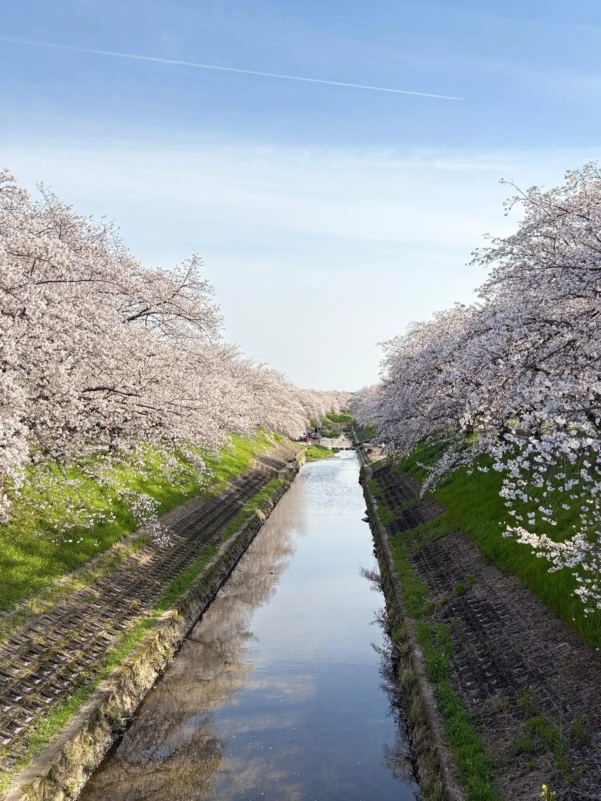 春風になじむショートヘアと、差し色ファッの画像_5