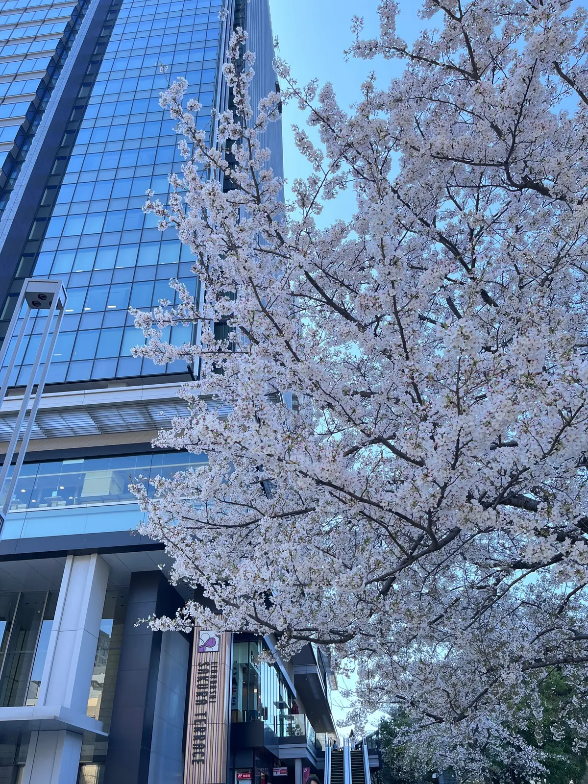 散ってしまう前にもう1回お花見🌸を♪の画像_1