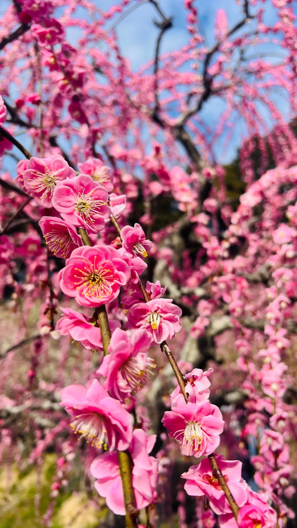 幸せ色の春！大縣神社「梅まつり」の画像_7