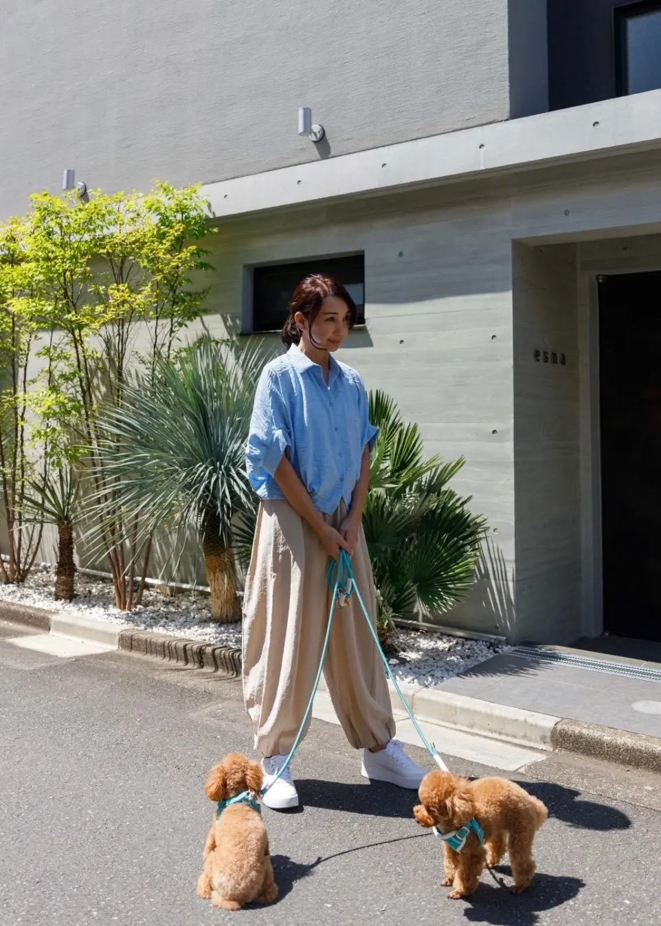 暖かな春の日差しの中で愛犬たちと歩く穏やの画像_1