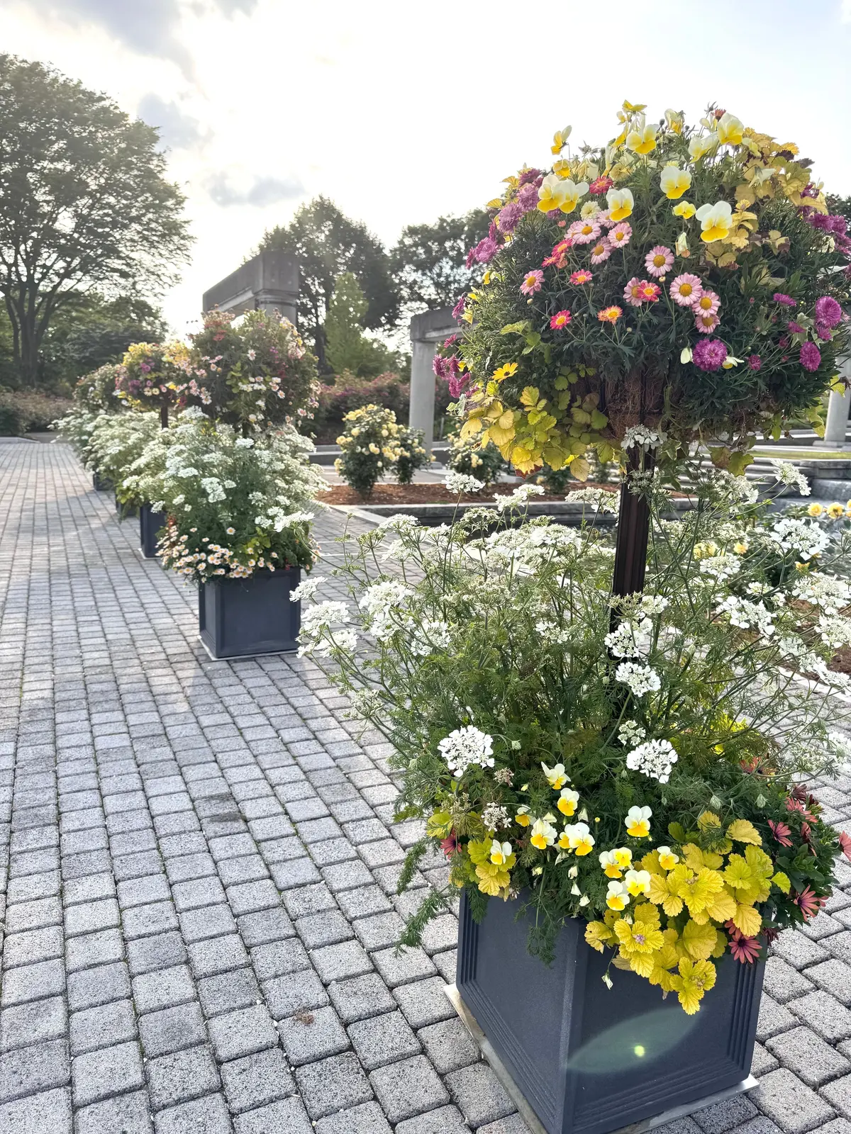 多色の花が並ぶ花壇で、黄色や白の小花が鉢に植えられ、石の通路に沿って配置されている。