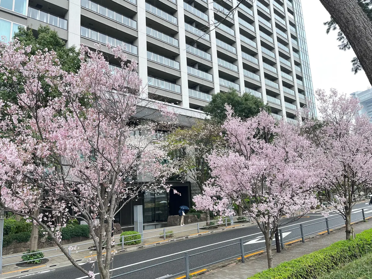 やっぱりかき氷も〝桜🌸〟＆いろいろなことの画像_17