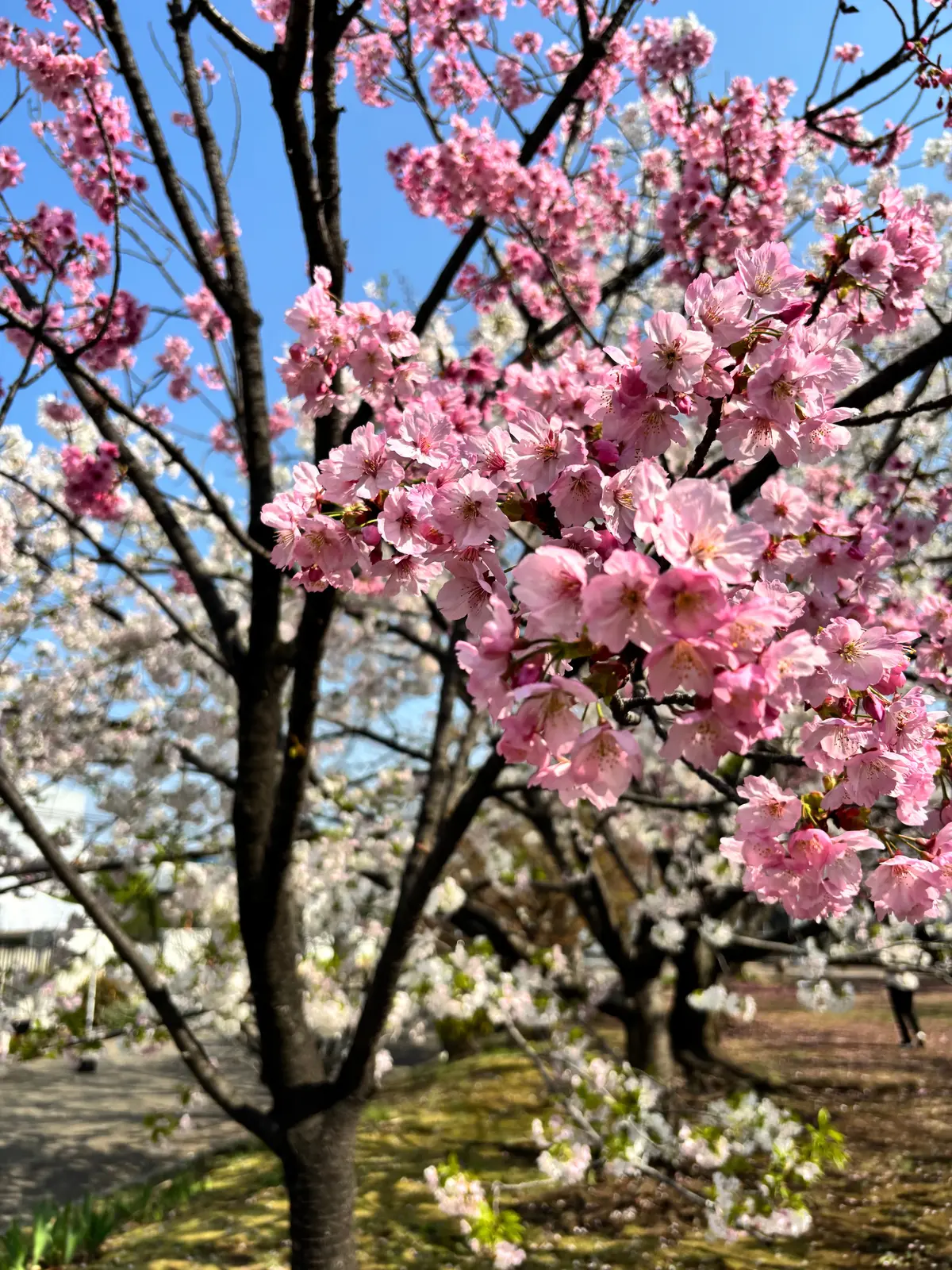 春を満喫。綺麗な桜を眺めながら食べられるの画像_3