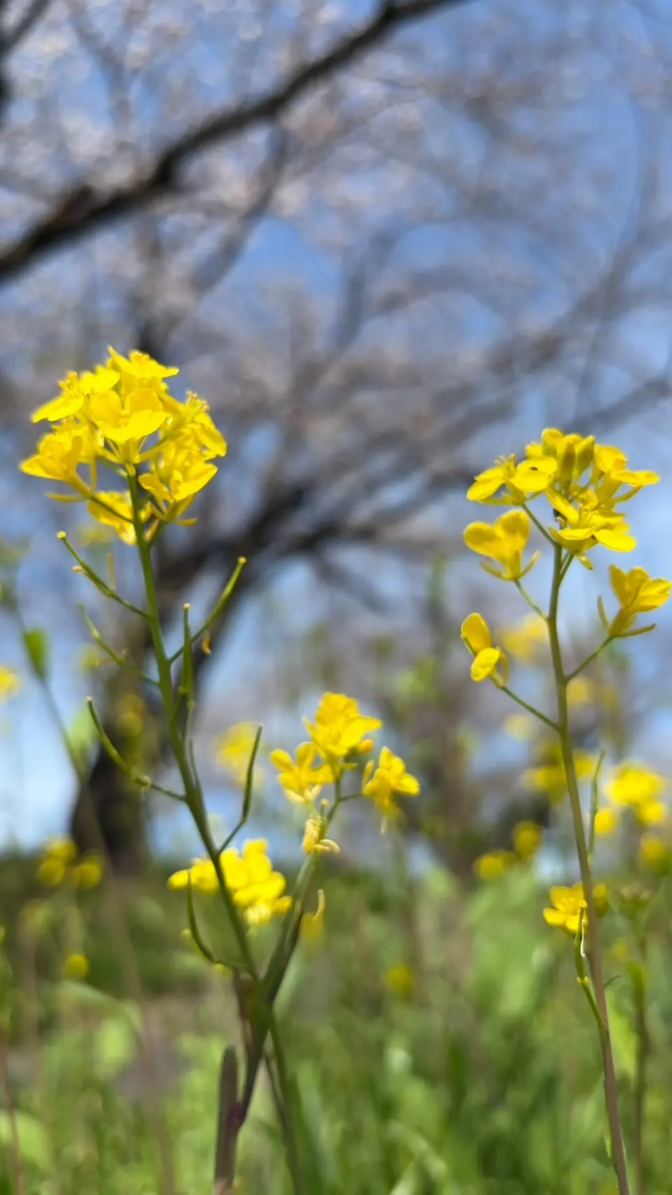 ときめく散歩道の画像_6
