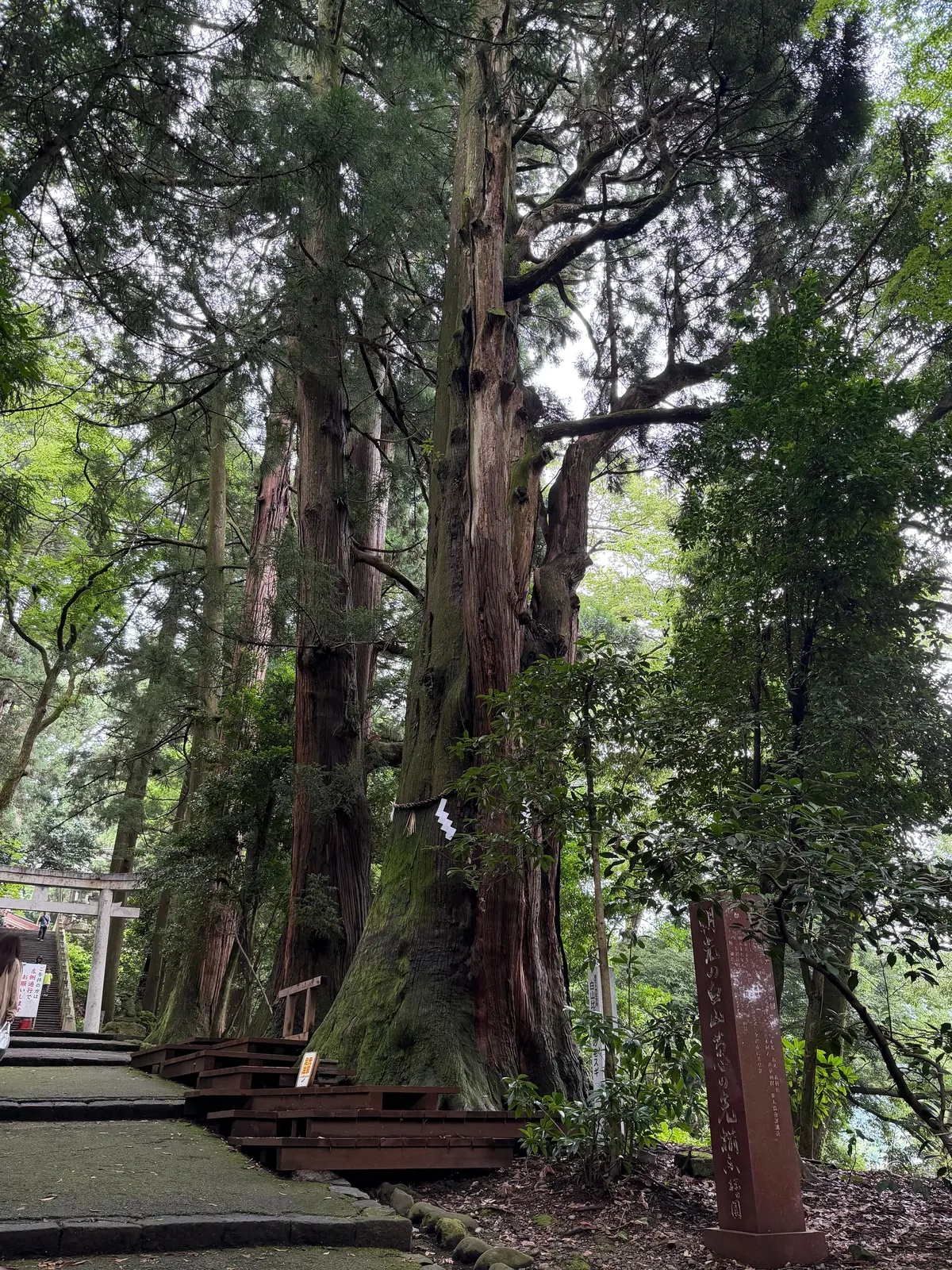 巨大な赤い巨木が、石畳の道と緑豊かな木々に囲まれてそびえ立つ。幹には白い目印がつけられ、近くに木の説明書きが置かれている。