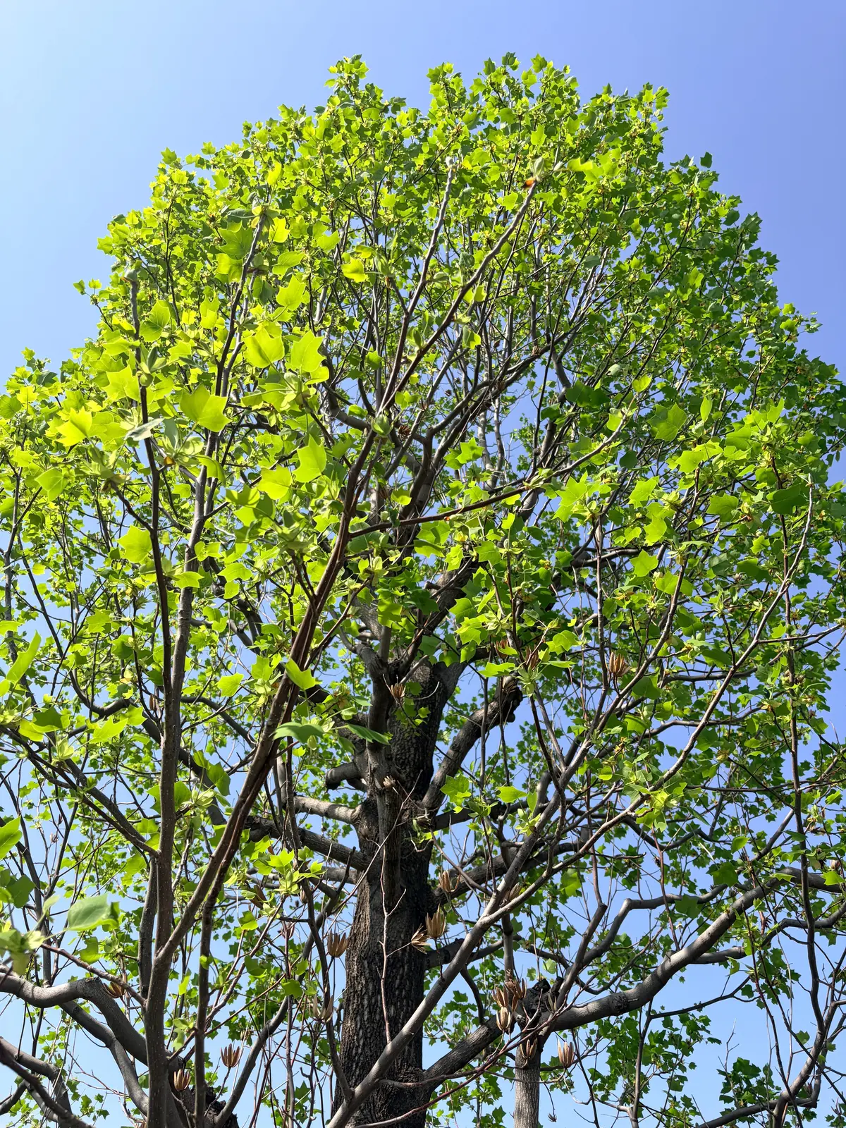 春らしい“デニム×ジャケット”でアラフィの画像_11