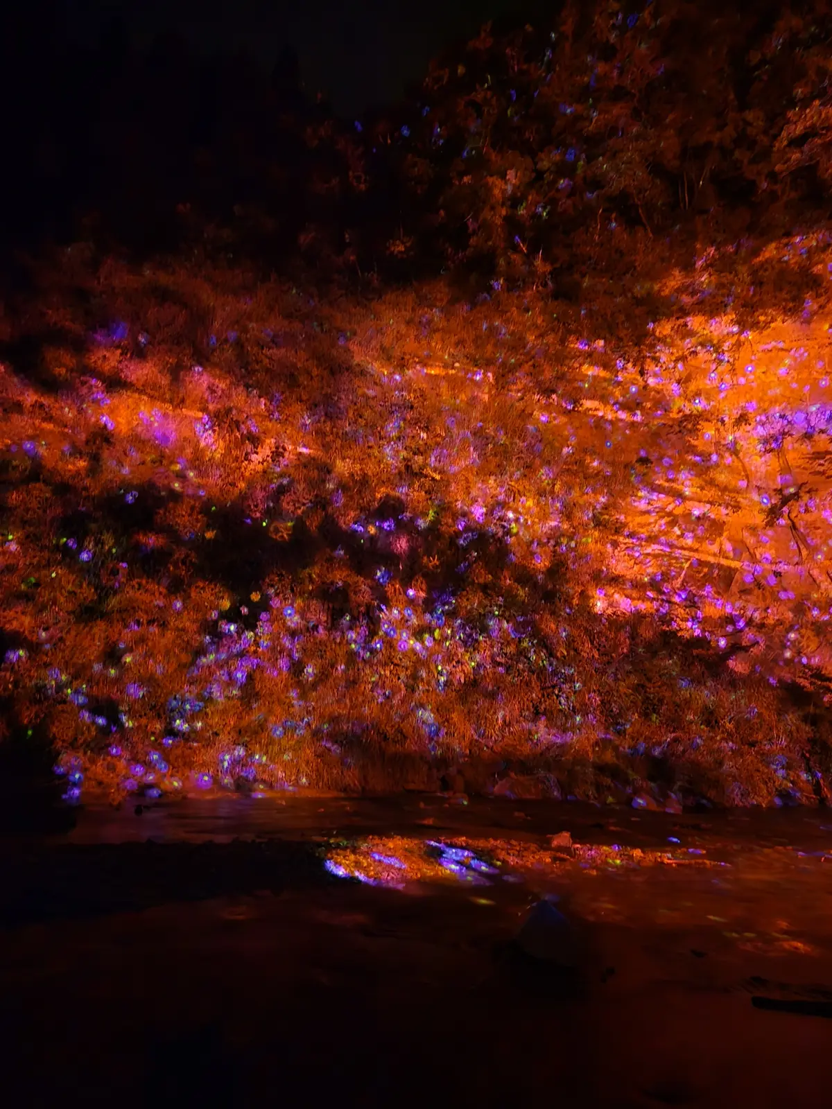 【ちばTrip】自然と光のアートが織り成の画像_6
