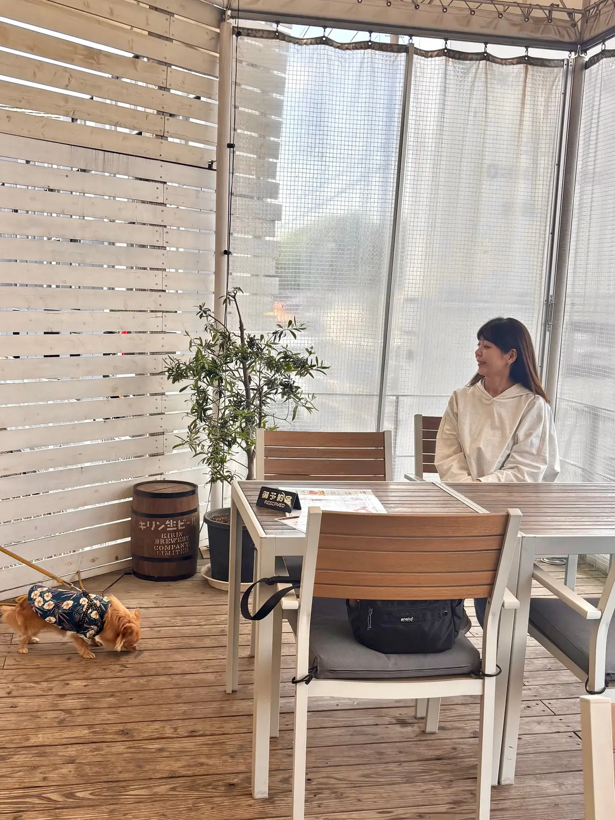 千葉へわんことおでかけ。ピクニックも楽しの画像_2