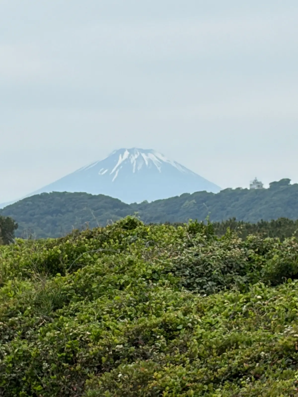 緑豊かな木々を背景に、遠くに見える雪を抱いた富士山。空は霞んで白みがかった青色。