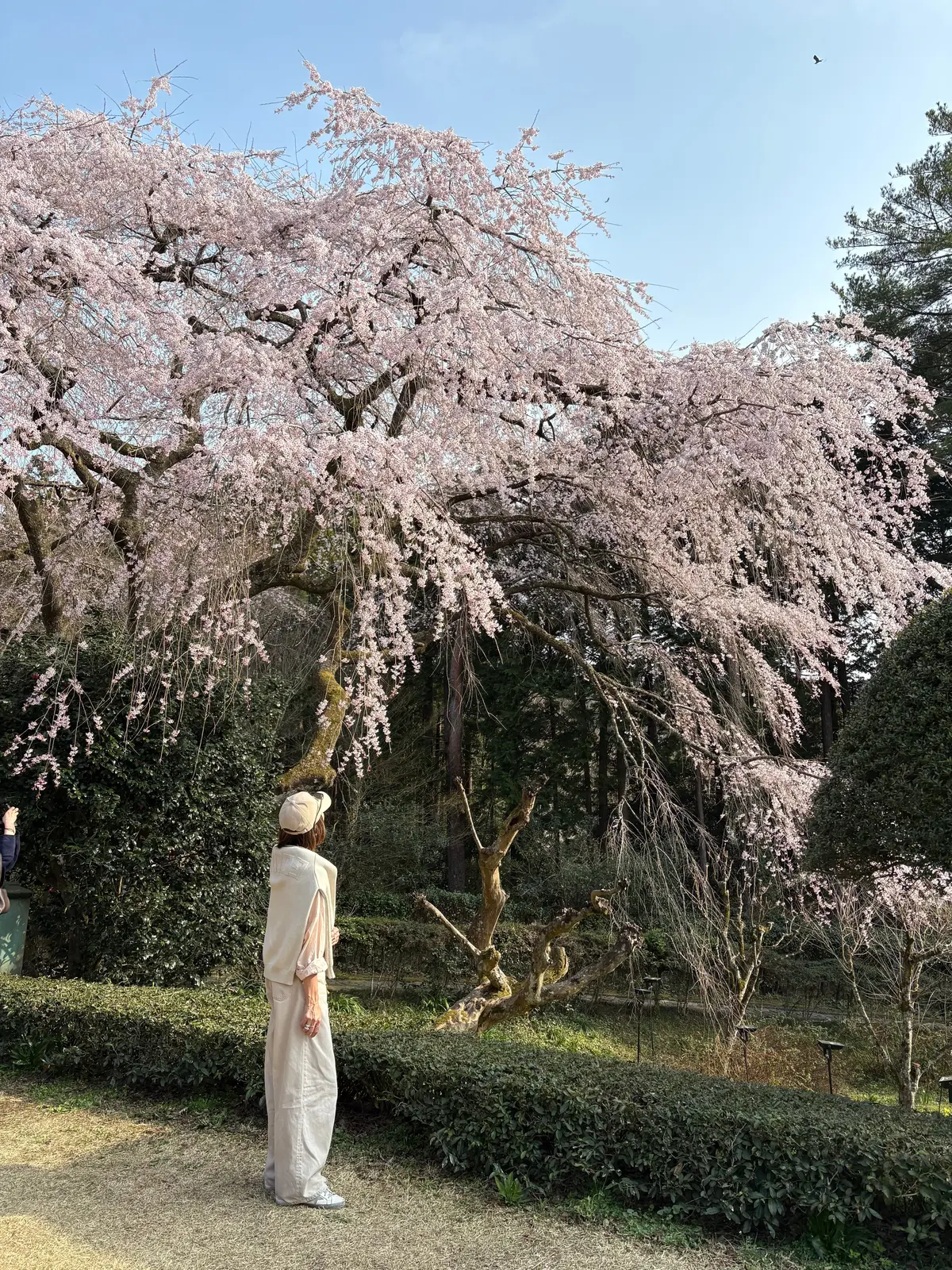 しだれ桜ととらやのお菓子♡の画像_2