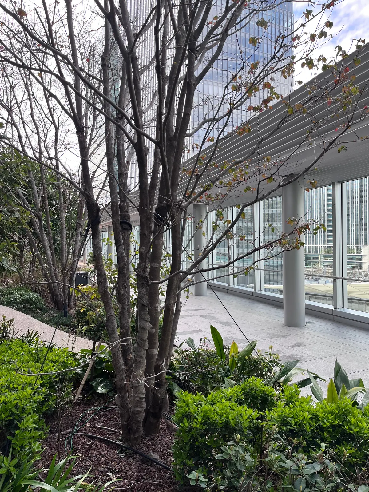 八重洲で花活♪の画像_9