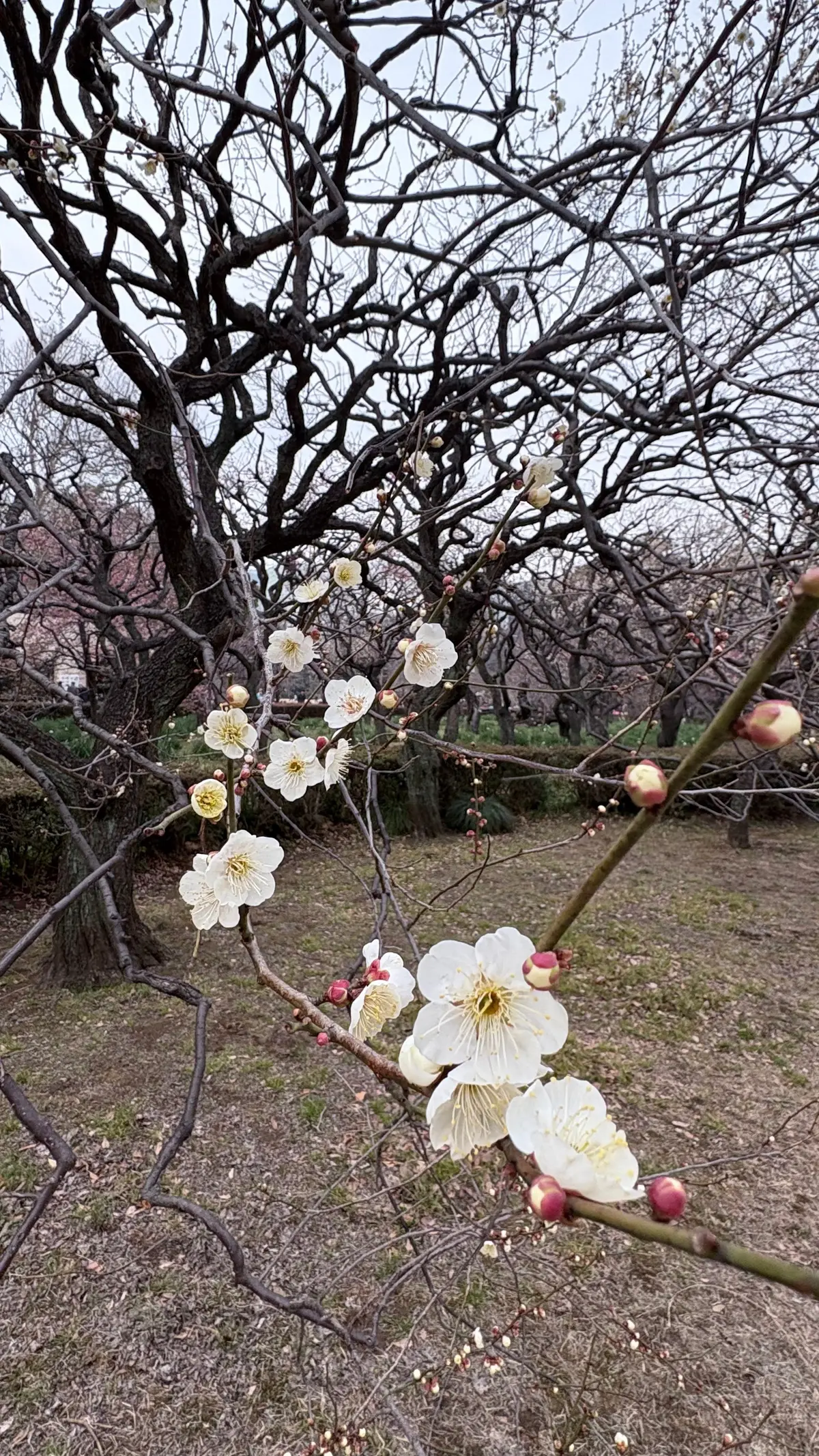 GUワントーンコーデで新宿御苑への画像_9
