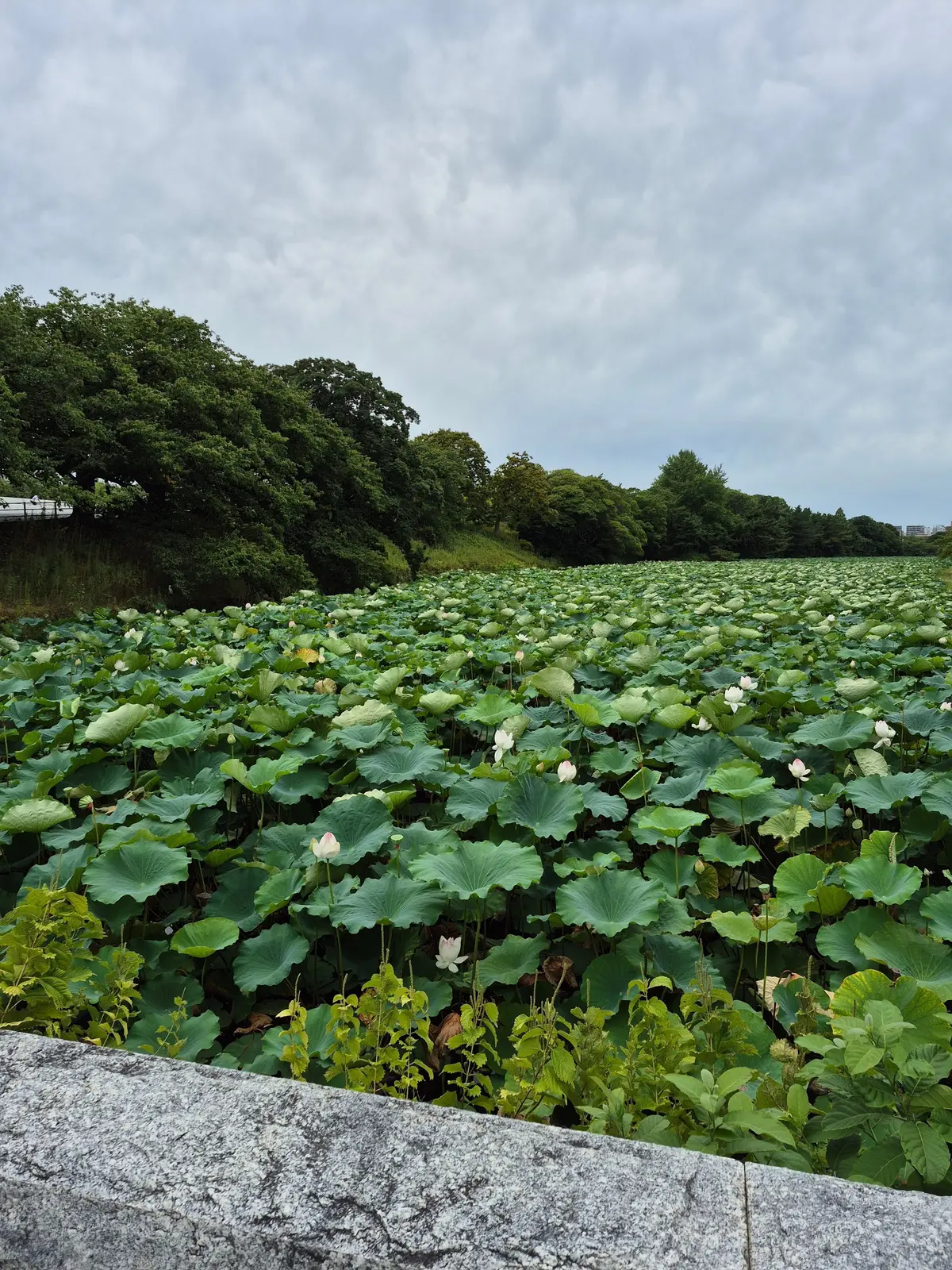 広大な池に、緑の睡蓮の葉と白い花が密集して浮かんでいる様子。背景には緑豊かな木々が茂り、曇り空が広がっている。