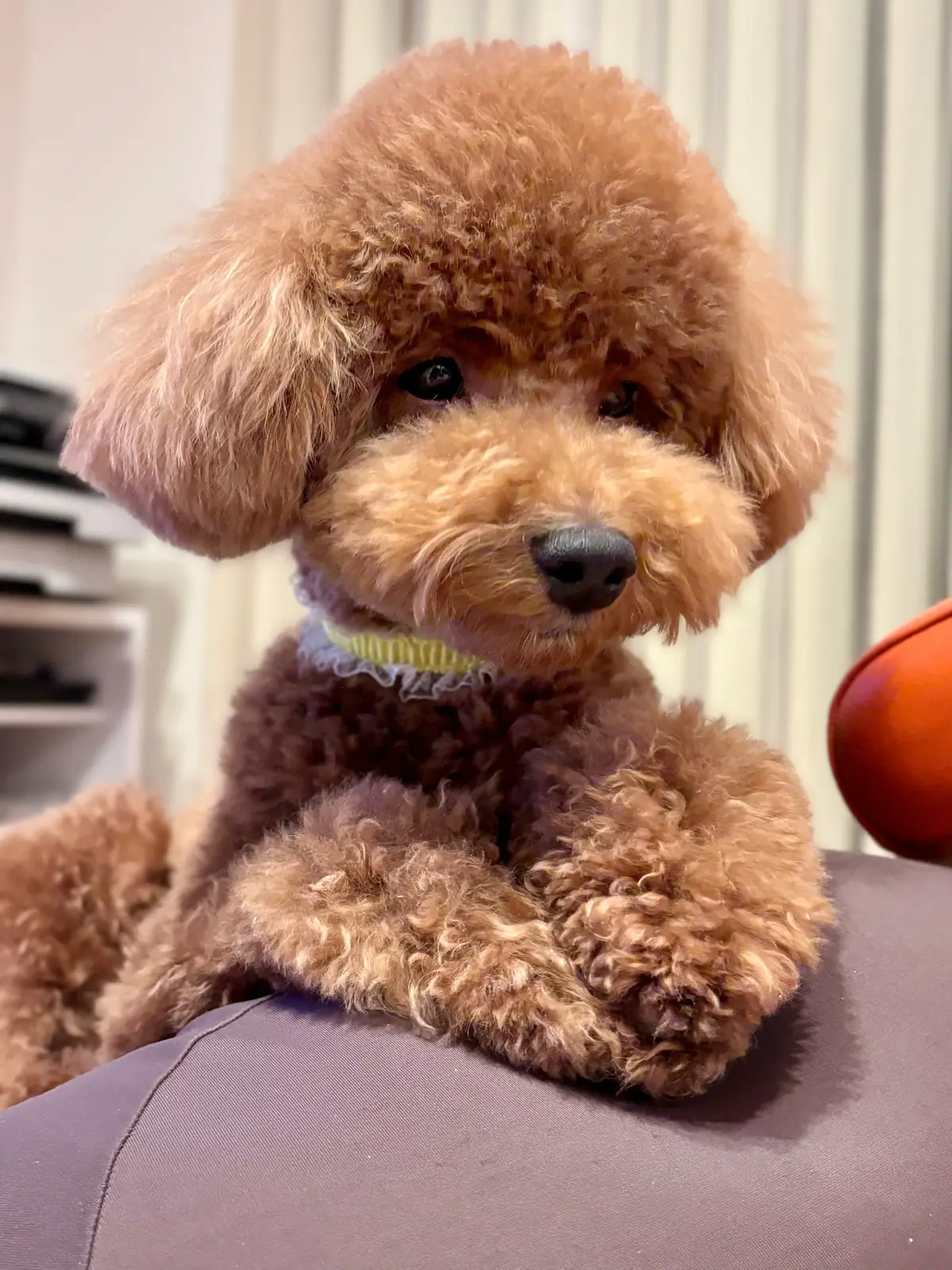 トイプードル トイプー トリミング 1歳