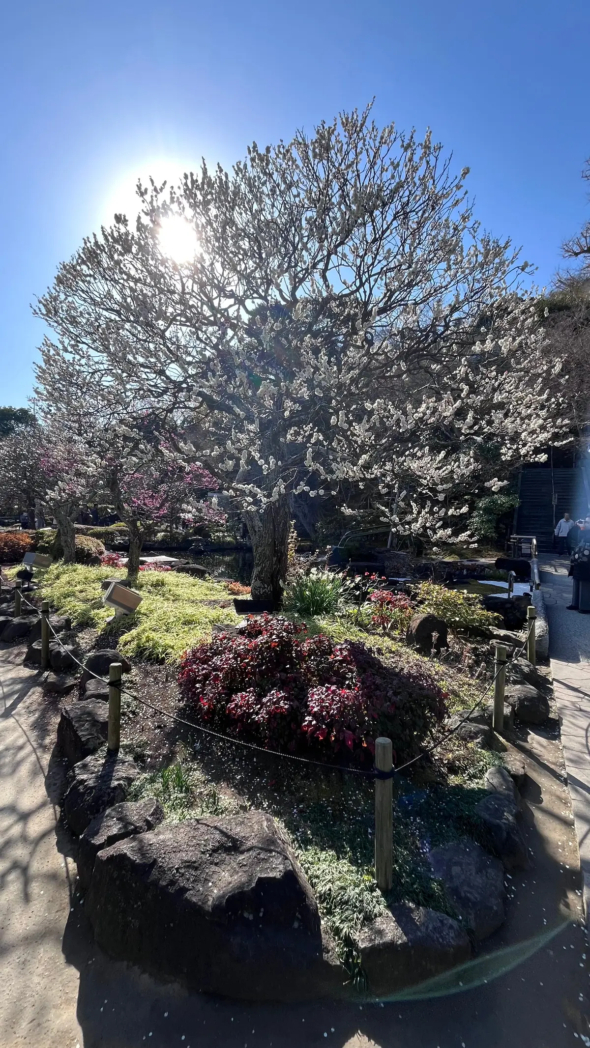 梅が見頃【鎌倉の長谷寺】と古民家カフェへの画像_2