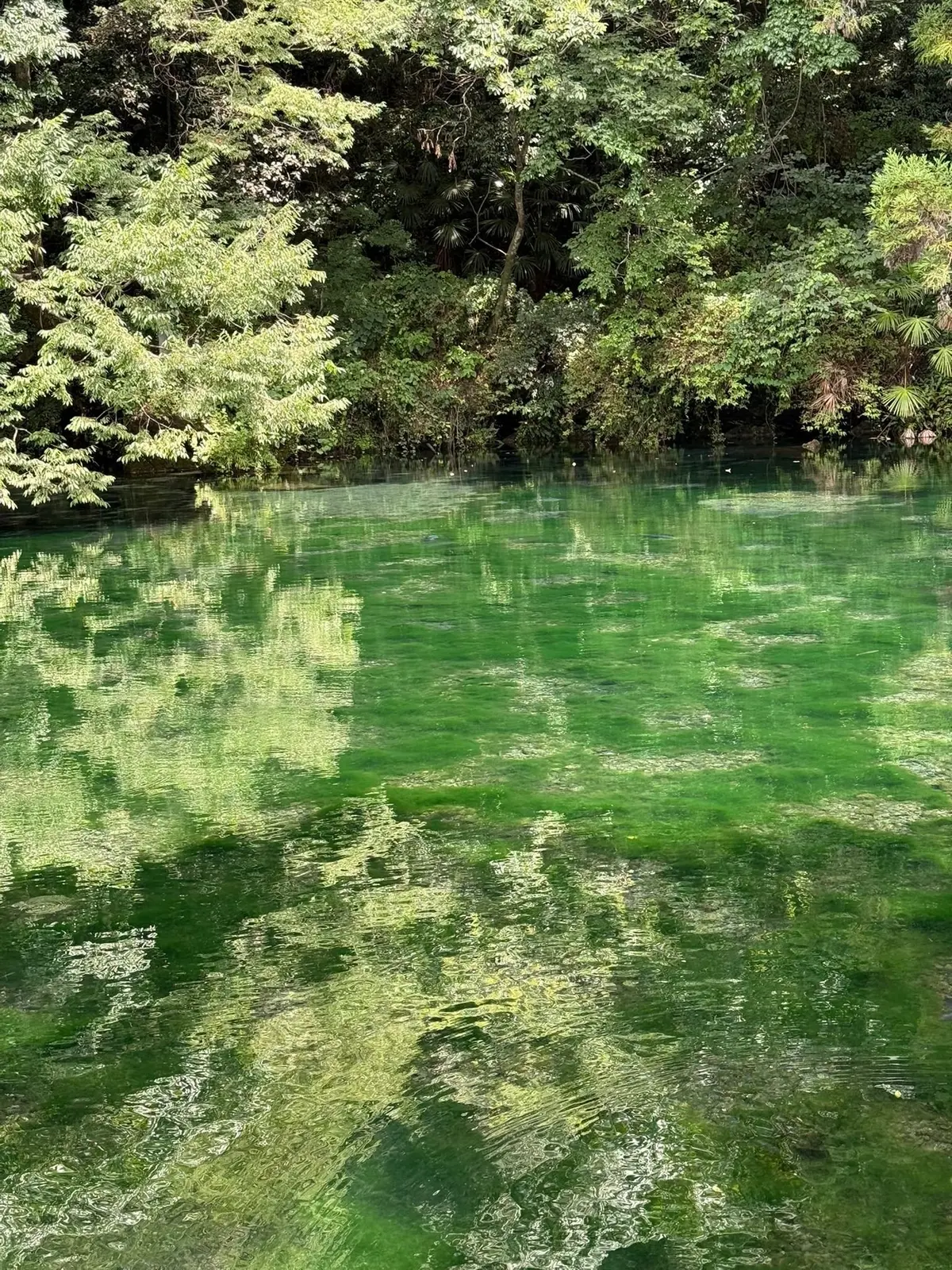 緑豊かな木々の茂みの上に、エメラルドグリーンの水面が穏やかに広がっている。水面には木々の葉の反射が揺らめき、美しい光景を作り出している。