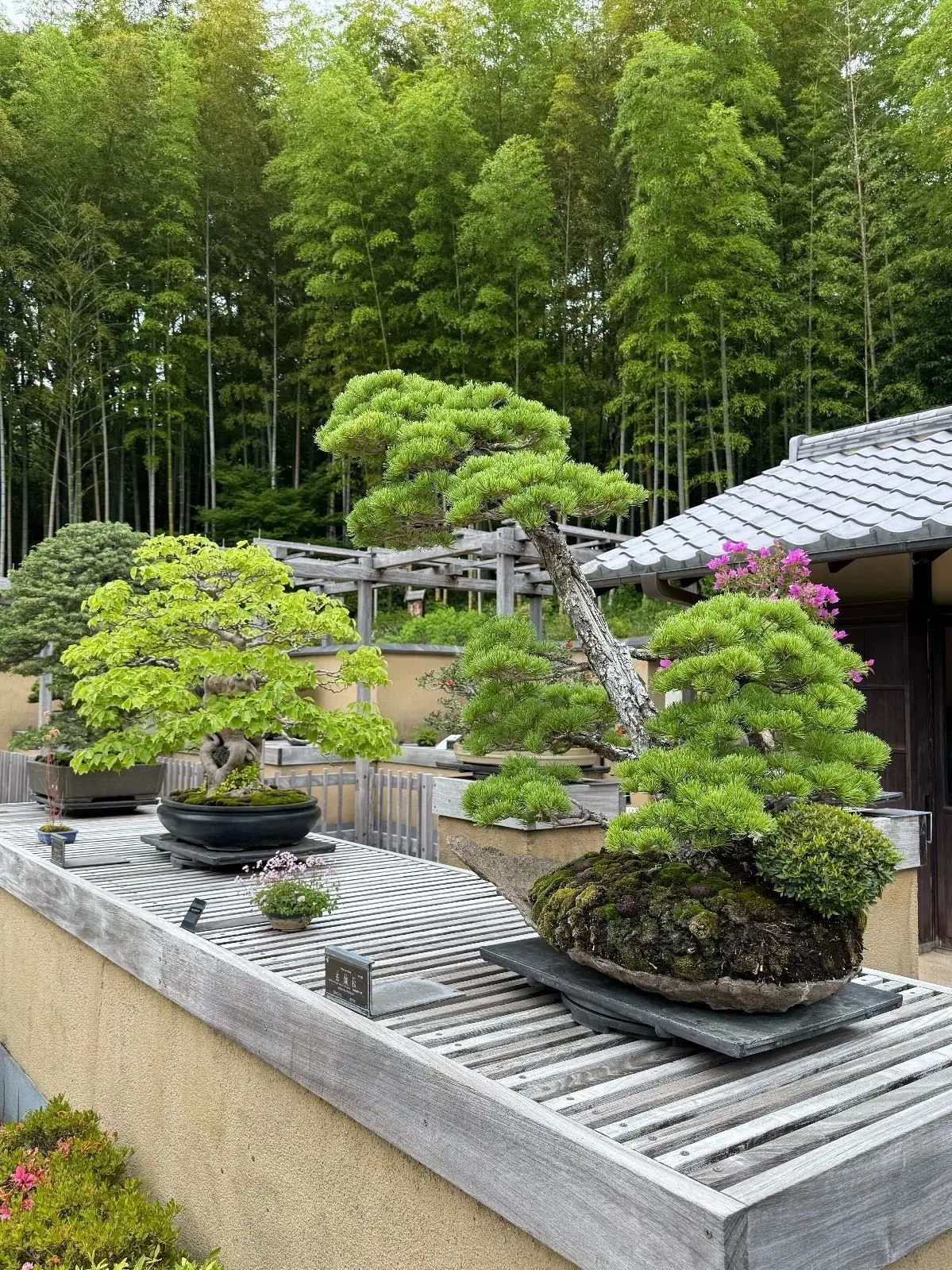 国営昭和記念公園、日本庭園、盆栽苑、竹林に囲まれた屋上テラスに、さまざまな形とサイズの盆栽が展示されている。緑豊かな針葉樹や低木が、黒い鉢や石の台に置かれ、小さな花が添えられている。背景には伝統的な和風建築の屋根が見える。