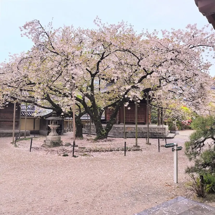 東長寺の桜