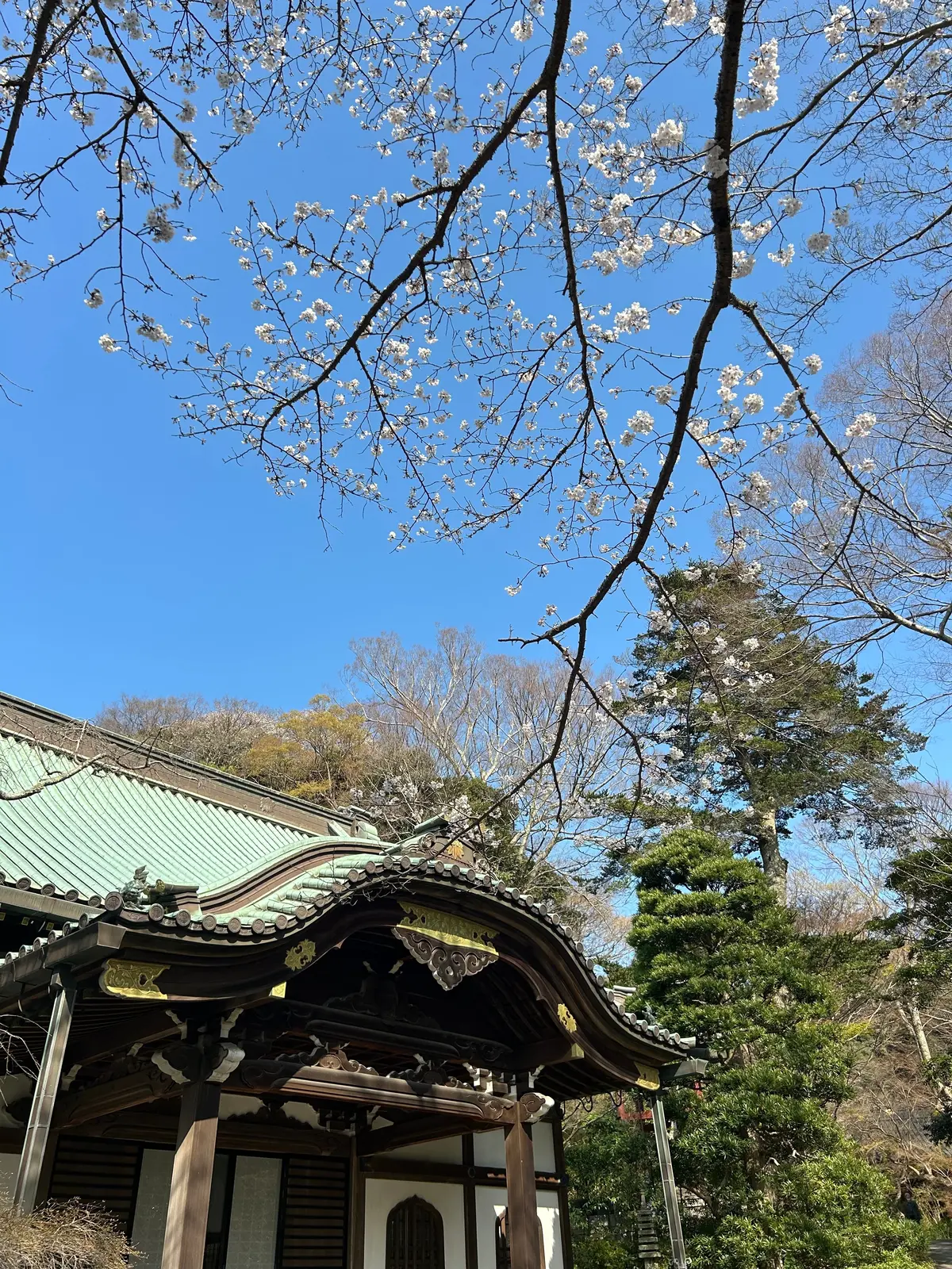 鎌倉の桜　お花見　お花見スポット　桜満開　鎌倉観光　結婚式前撮りスポット