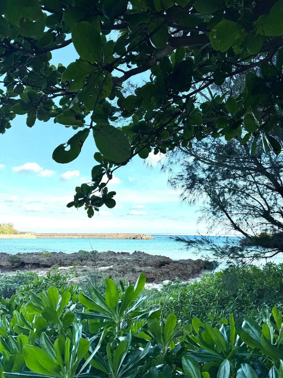 青空の下、海と岩場が見える風景。手前に緑の葉が茂り、画面上部には木の枝が広がる。遠景には、波打ち際につながる堤防がある。