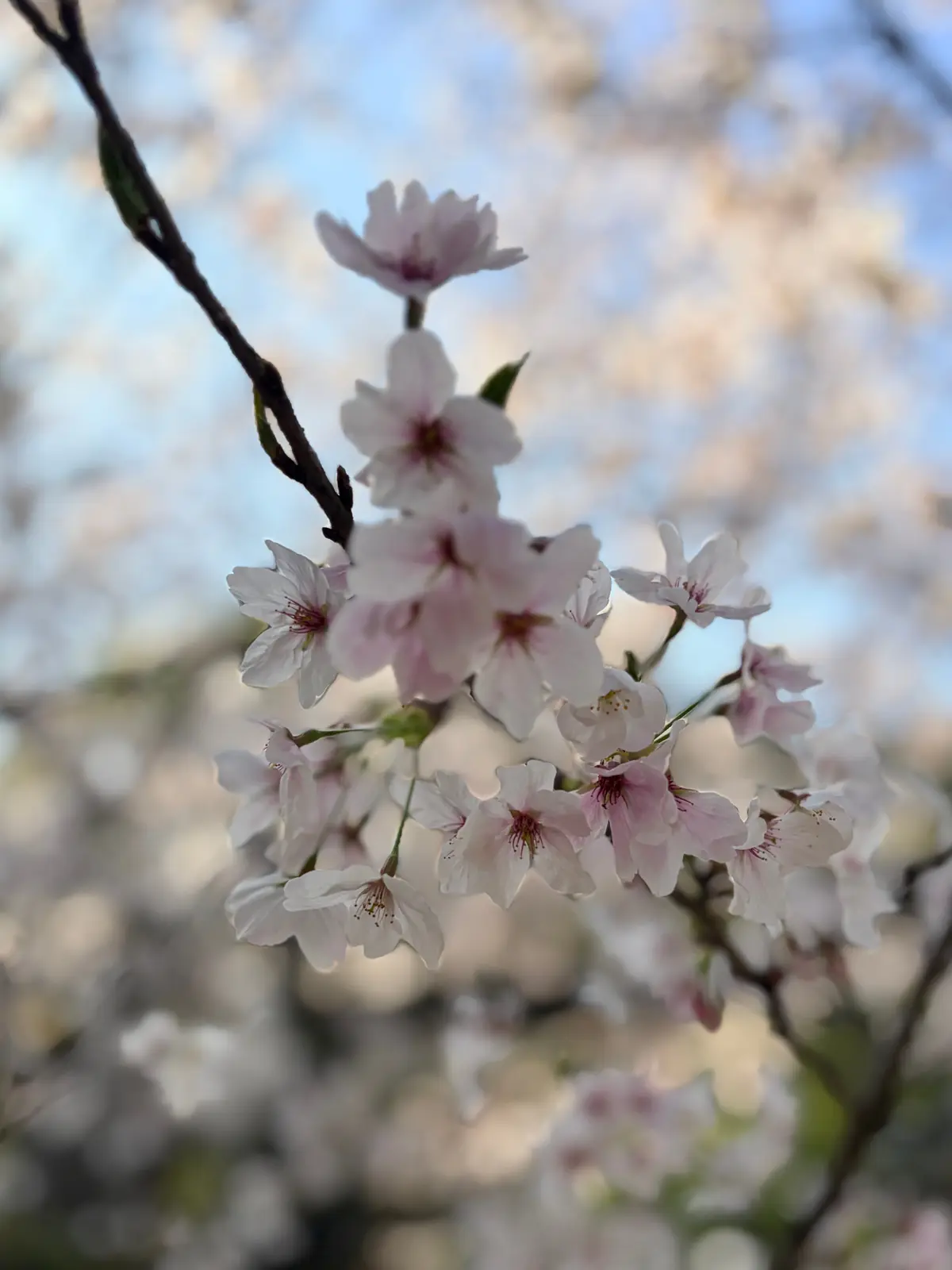 京都、桜さんぽ。満開の桜は天国のよう～平の画像_23