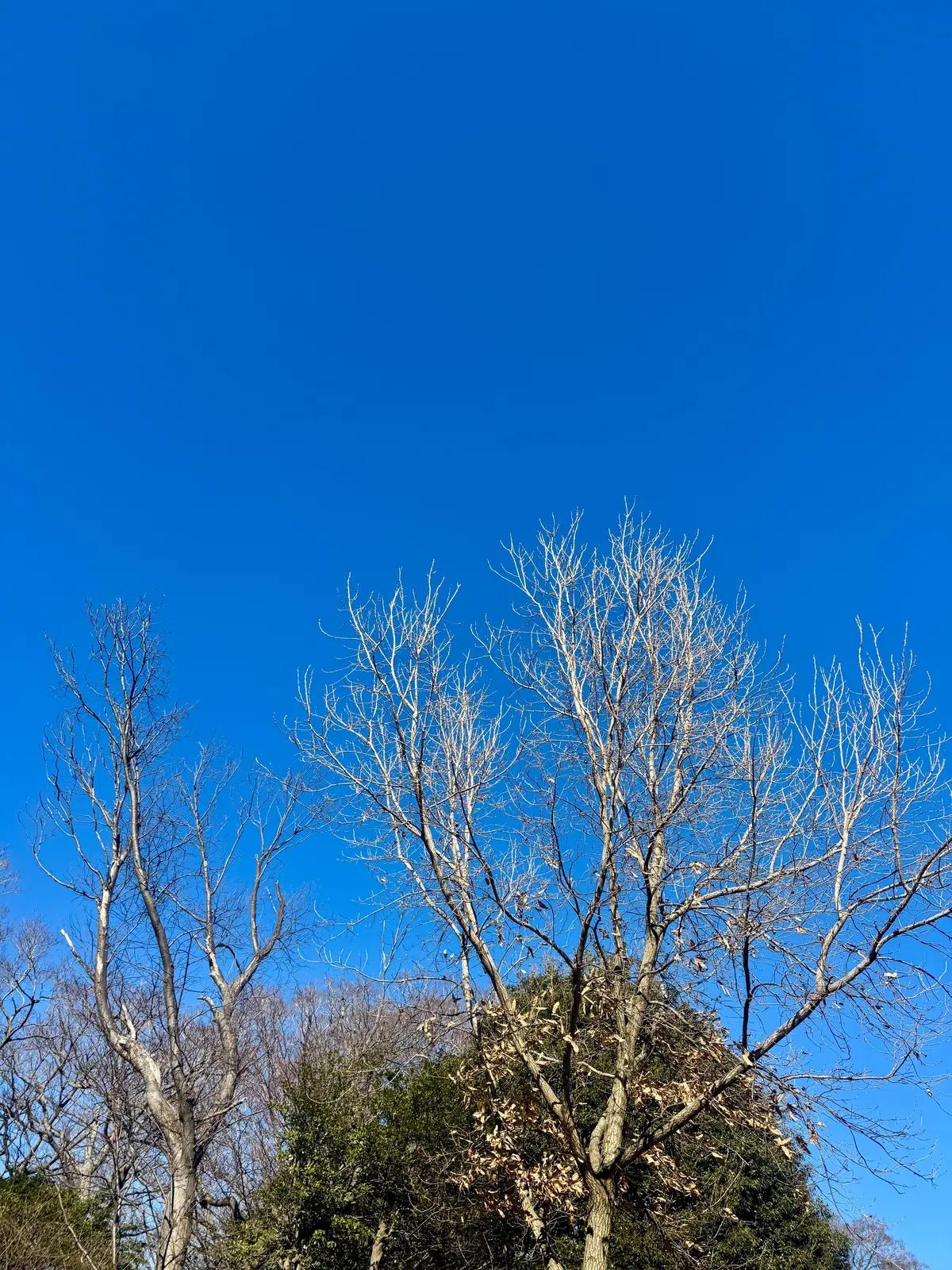 ユニクロのカシミヤ小物が主役！冬のお散歩の画像_2