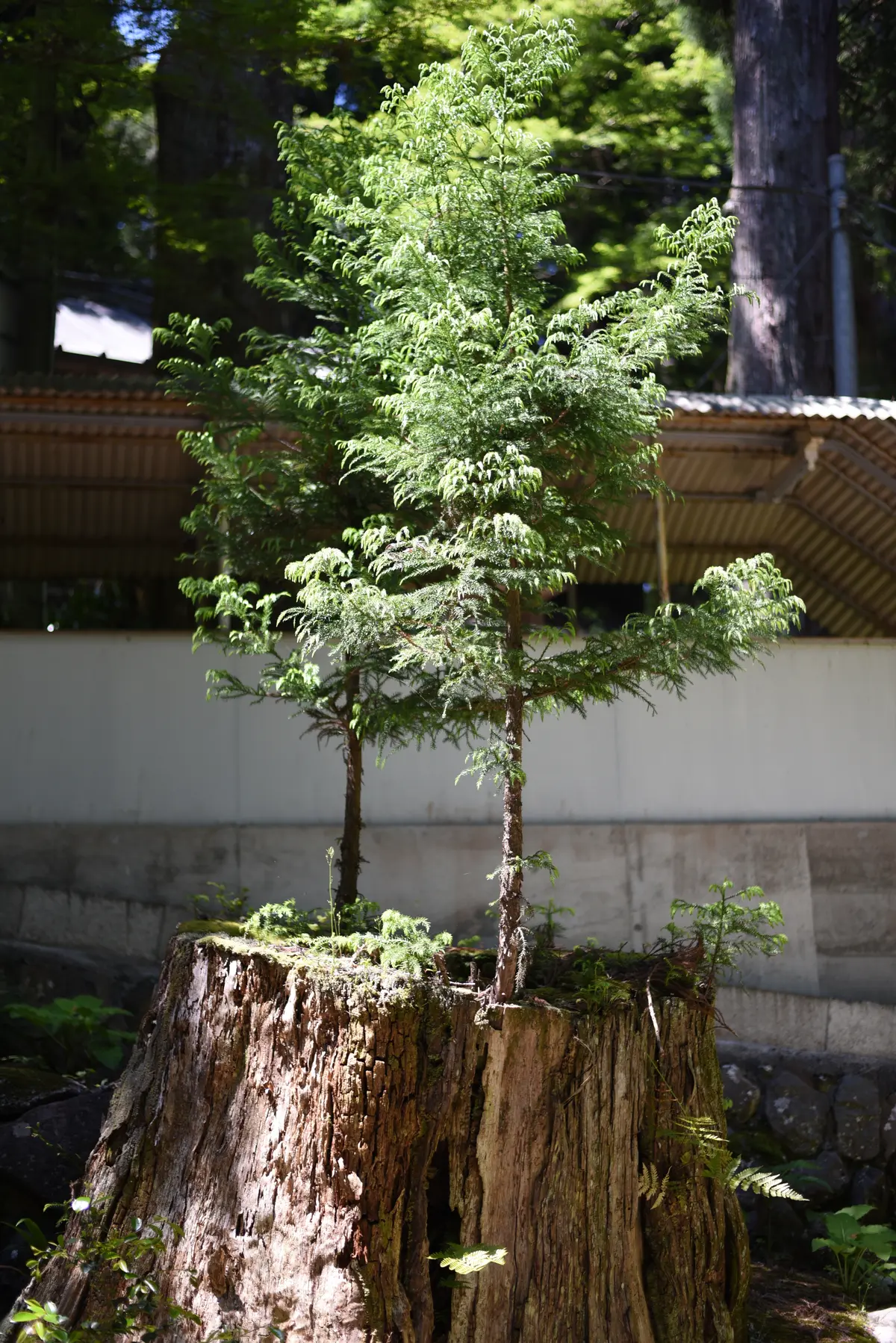開創600年・南足柄にある大雄山最乗寺への画像_10