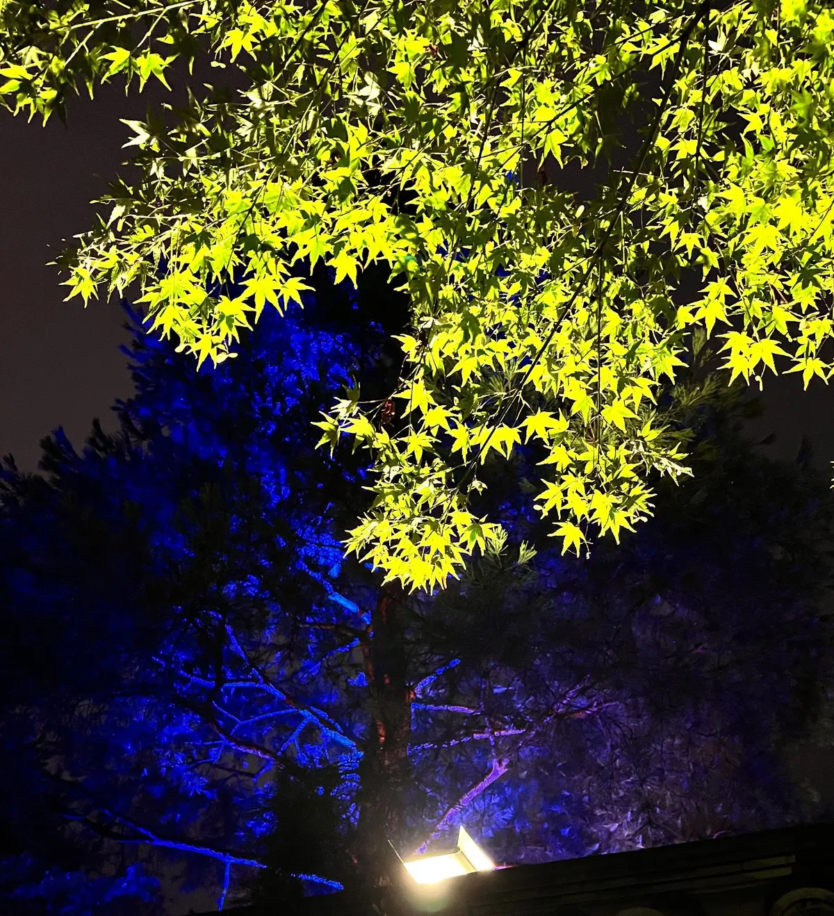 夜の庭園で、黄色のライトアップされた木と、青色に照らされた他の木々。手すりの上にスポットライトが見える。