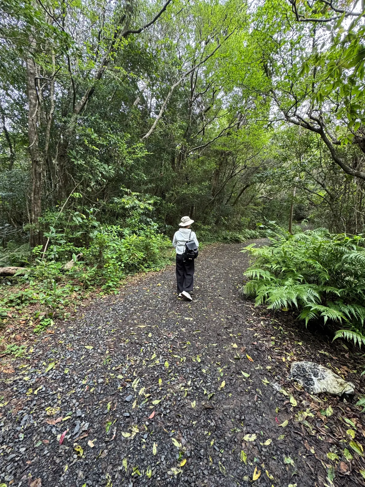 奄美大島の自然を満喫する旅①｜マングローの画像_6