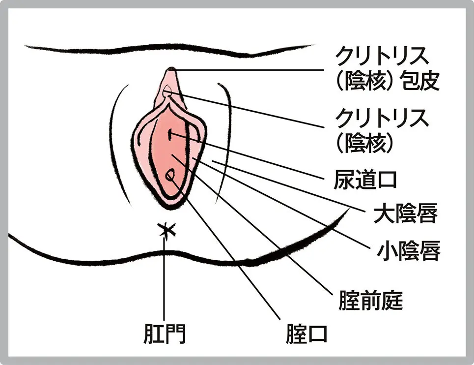OurAge×Webエクラ　フェムゾーンのイラスト