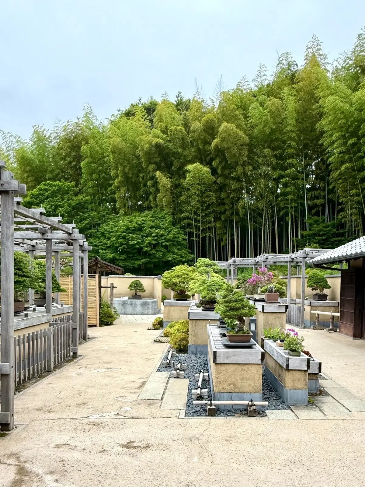 国営昭和記念公園、日本庭園、盆栽苑、竹林に囲まれた庭園で、石の台に置かれた盆栽や花が並ぶ静かな空間。木製の柵や小屋があり、自然と調和した和風の景観が広がる。