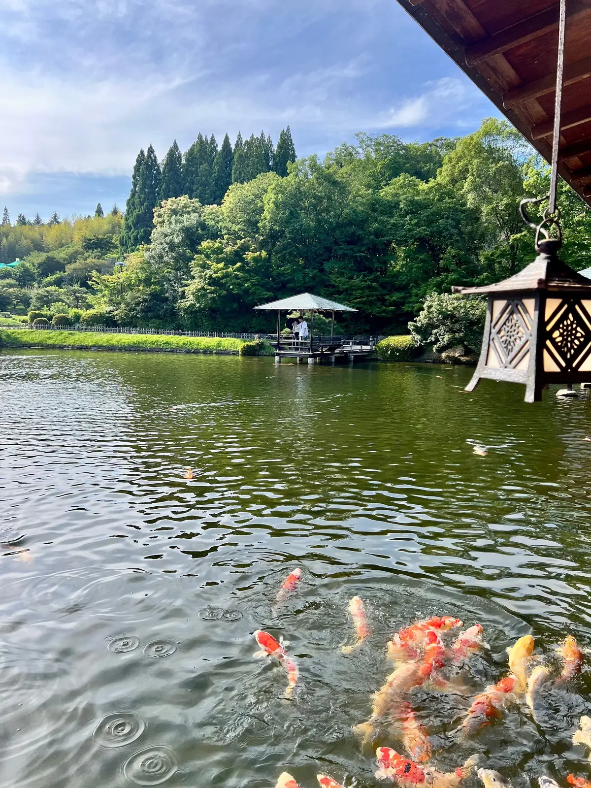 池に赤と白の錦鯉が群れ泳ぎ、緑豊かな森と小さなテラスが背景に広がる静かな景色