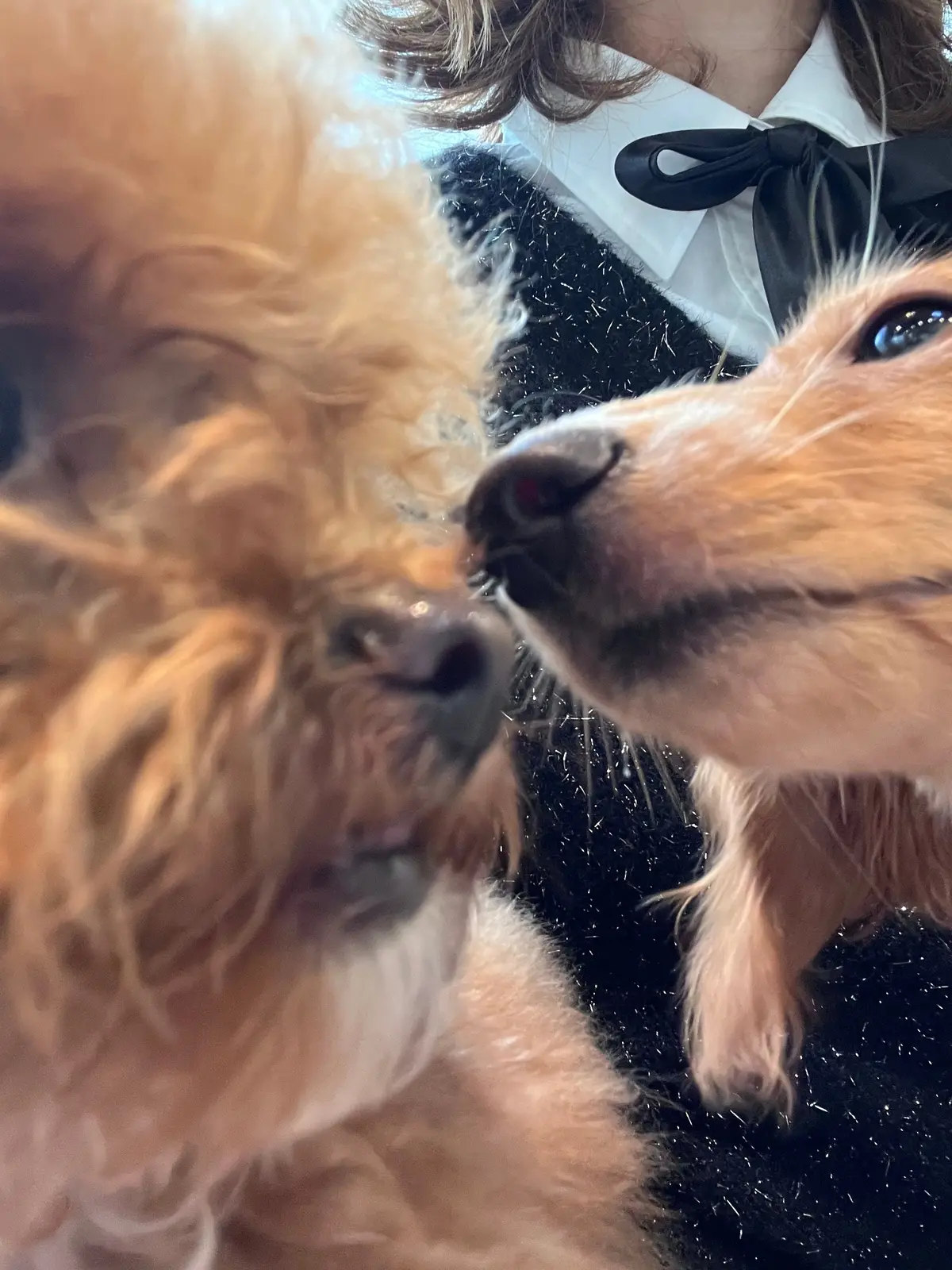 やっぱりかき氷も〝桜🌸〟＆いろいろなことの画像_15