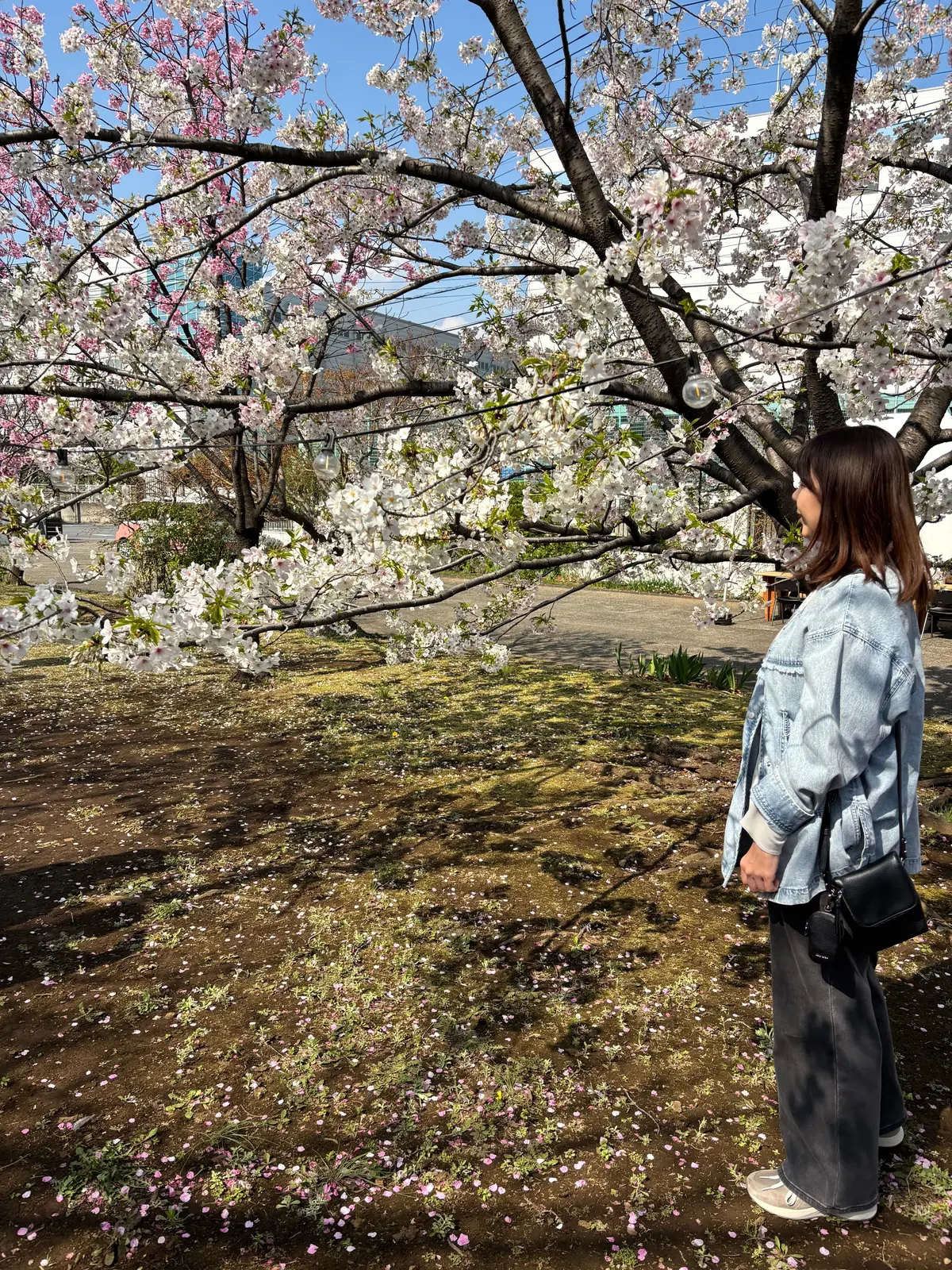 春を満喫。綺麗な桜を眺めながら食べられるの画像_9
