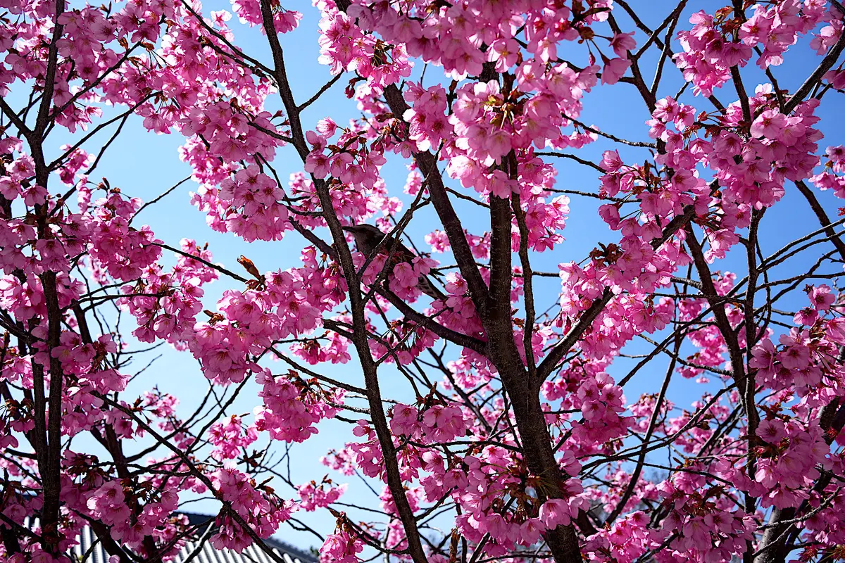 桜をめぐる、【ZARA】の春色レースキャの画像_9