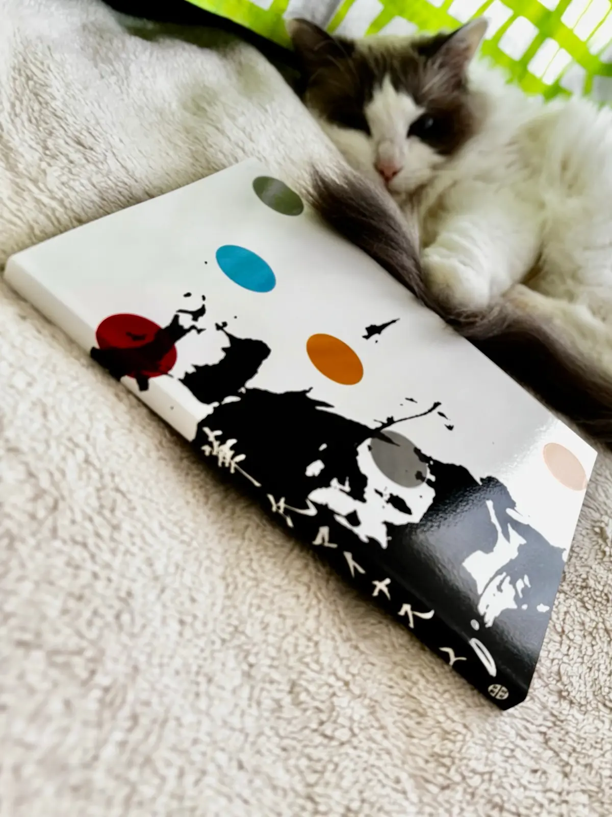 パンフレットと猫（上の子）