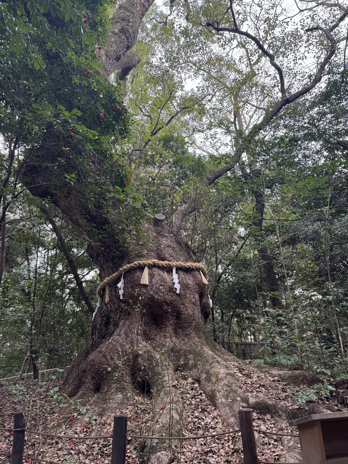 幾つになってもお祝いは嬉しい♡からの〜熱の画像_7