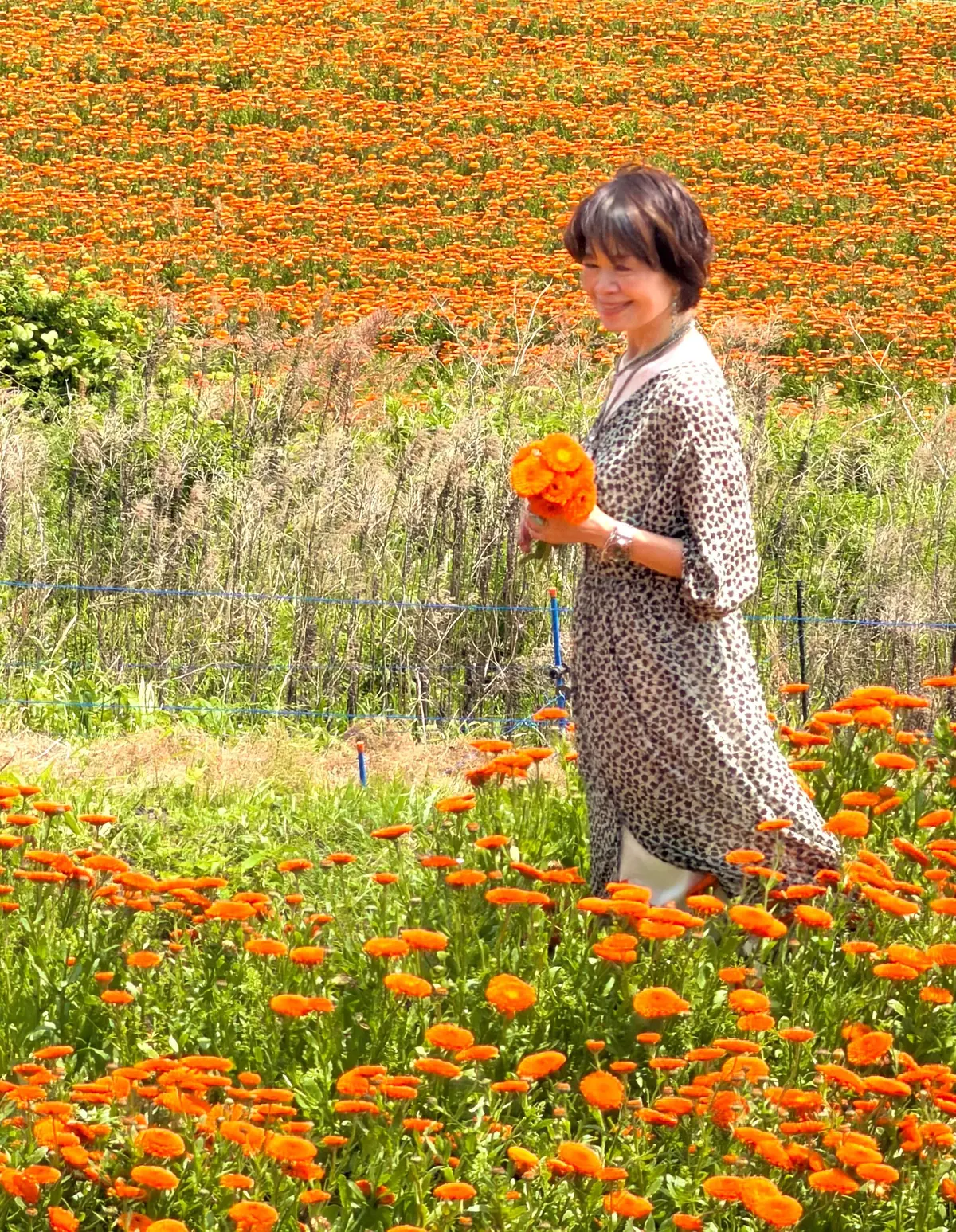 愛して止まない淡路島カレンデュラ、今年もの画像_4