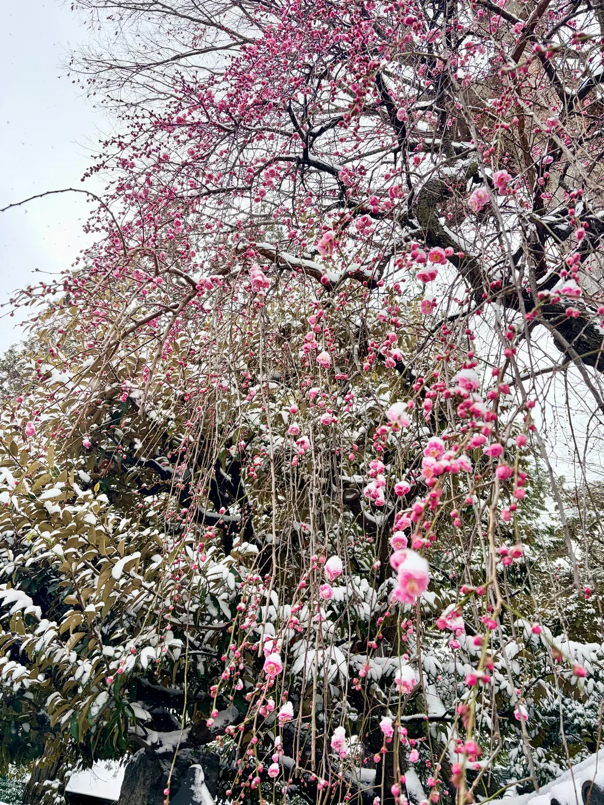 雪が降った日のお散歩コーデ in 東京（の画像_6