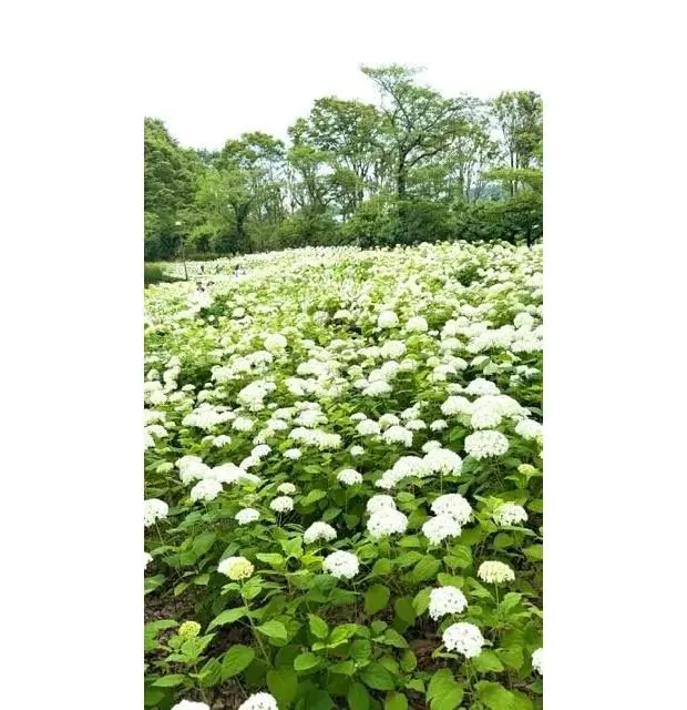白い花が密生した広大な花畑、背景には緑豊かな木々が立ち並ぶ