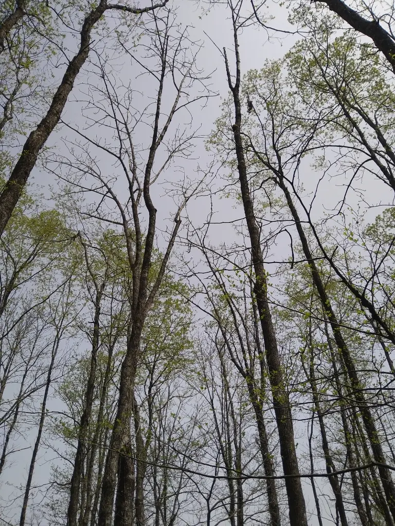 刺巻湿原の木々