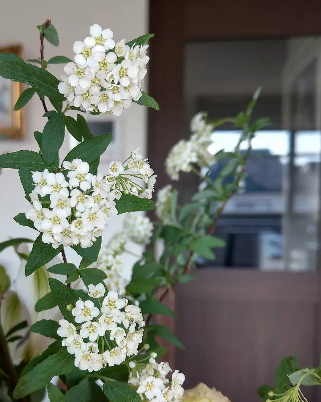 コデマリが次々に咲きだします！