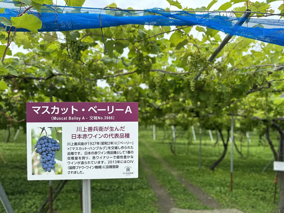 125年の歴史を誇る新潟のワイナリーを訪の画像_5