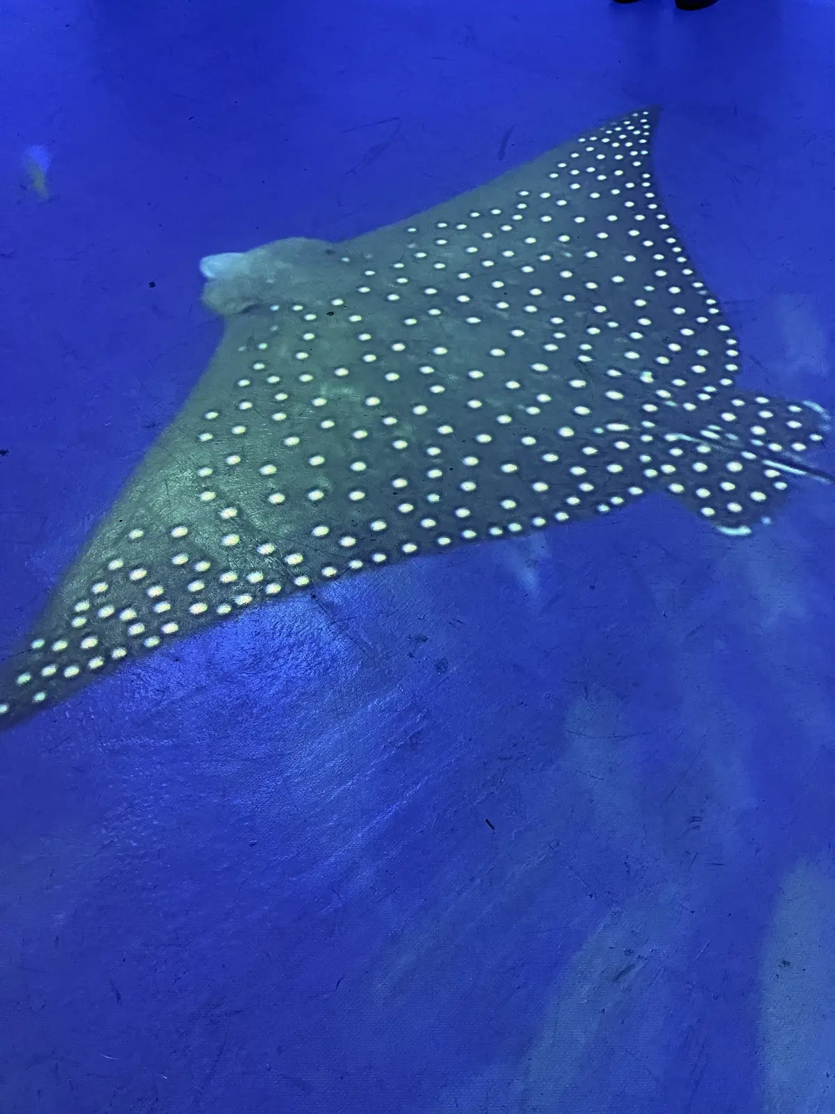 初〝KIHACHI〟のアフタヌーンティーの画像_16