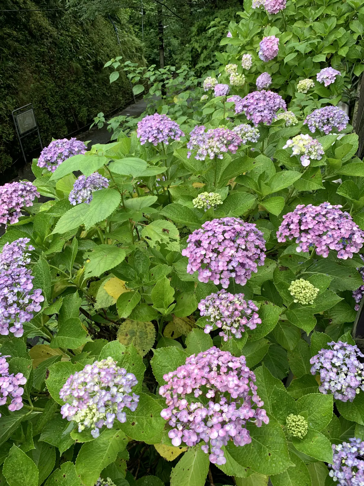 成就院　紫陽花　あじさい