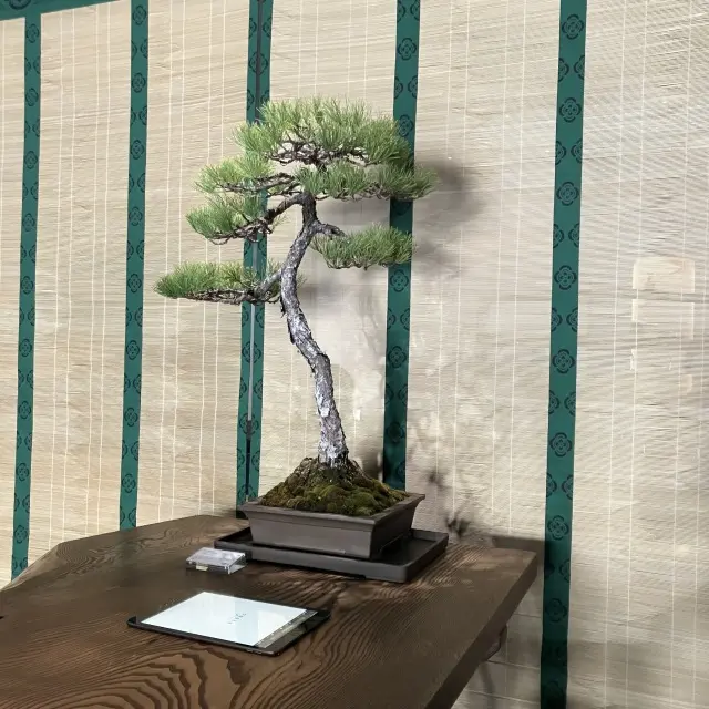 和の極上空間、松葉屋茶寮の画像_6