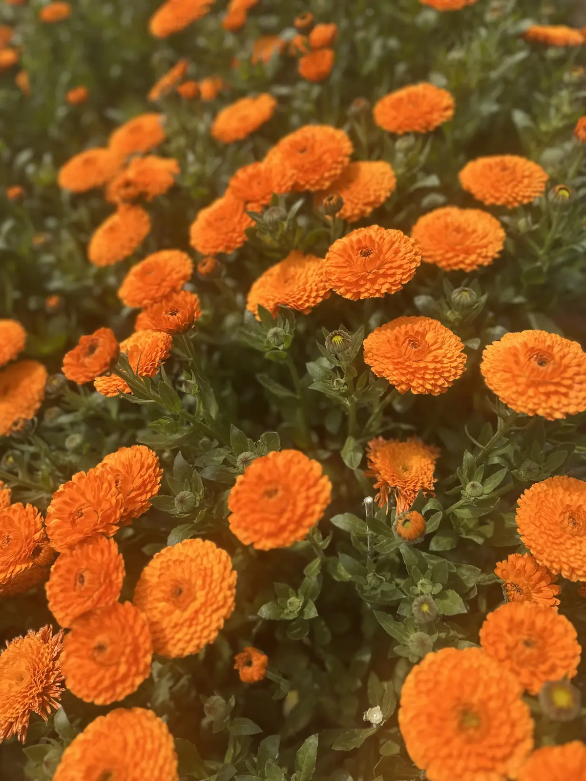 今年も淡路へ！カレンデュラ収穫の旅を満喫の画像_8